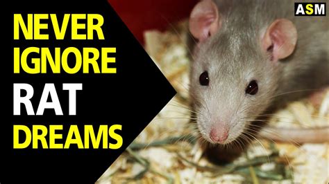 Rat dream – Numbers for dreams.